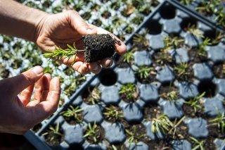 Les visiteurs pourront se fournir en plantons bio ou participer à l'une des nombreuses activités au programme (image prétexte). KEYSTONE/JEAN-CHRISTOPHE BOTT